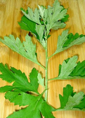 點擊將在新窗口查看全圖 艾葉的功效與作用之大葉艾二