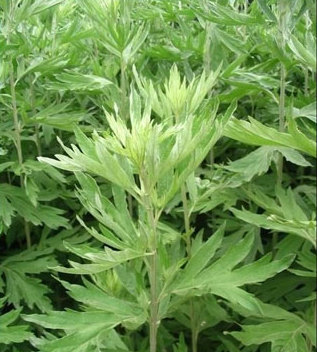 點擊將在新窗口查看全圖 艾草的功效與作用之小葉艾